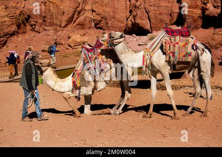 Pétra, Jordanie - 3 novembre 2022: Chameaux bédouins et chauffeur à Pétra ancienne ville Banque D'Images