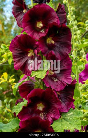 Alcea 'Burgundy Towers' (althaea rosea) une grande plante à fleurs communément connue sous le nom de Hollyhock avec une fleur rouge foncé au printemps et en été, Banque D'Images