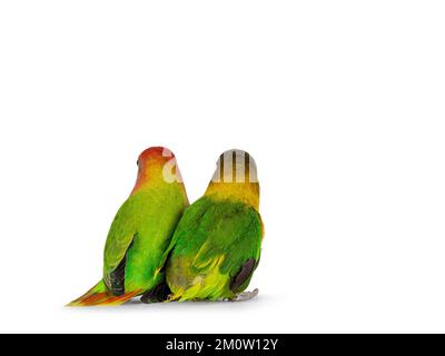 Deux oiseaux lovebird, alias Agapornis, assis ensemble en arrière. Isolé sur un fond blanc. Banque D'Images