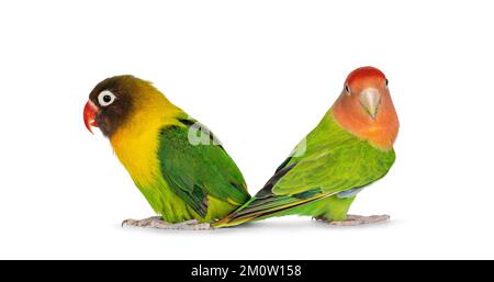 Jolie paire de Lovebirds alias Agapornis, assis dos à dos sur une surface plane. Isolé sur un fond blanc. Banque D'Images