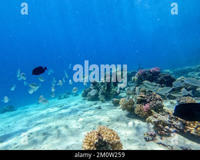 Le récif de Sargos ou la dorade blanche, connu sous le nom de Diplodus Sargus, pêchent sous l'eau du récif corallien. Vie sous-marine de récif avec coraux et poissons tropicaux Banque D'Images