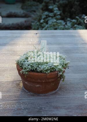 Pot en terre cuite recouvert de mousse et recouvert de givre sur une table de jardin en hiver Banque D'Images