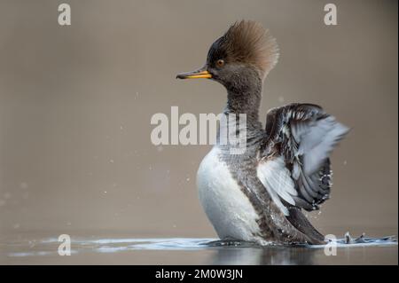 Gros plan d'un oiseau merganser à capuche Banque D'Images