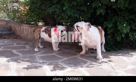 Deux Bulldogs anglais marchent et jouent à côté de leur maison dans l'arrière-cour. Le concept des animaux de compagnie et des loisirs à la maison Banque D'Images