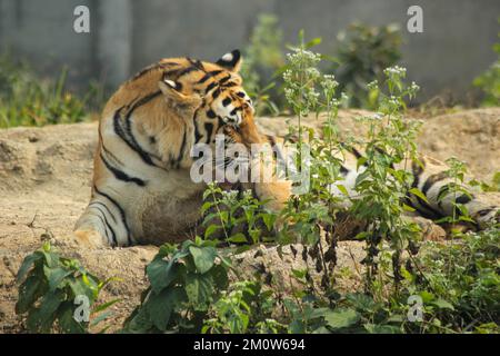 Un gros plan d'un tigre de Sibérie posé sur le sol sous la lumière du soleil avec un arrière-plan flou Banque D'Images