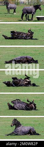 16 avril 2022, Saxe-Anhalt, Oebisfelde-Weferlingen/OT Kathendorf: IMAGE COMBO - Un cheval avec une couverture enroulée autour de lui roule sur l'herbe et reste sur son ventre. Photo: Soeren Stache/dpa Banque D'Images