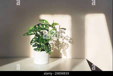 Monstera Monkey Mask ou obliqua ou Adansoni dans un pot blanc à la lumière du soleil Banque D'Images