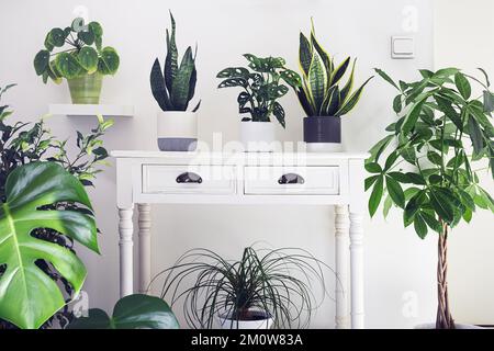 Une variété de plantes de maison dans la chambre, concept de jardin intérieur Banque D'Images