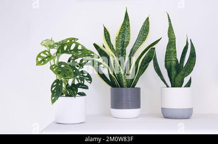 Jeunes plantes d'accueil - Monstera masque de singe et sansevieria ou plantes de serpent sur un fond blanc, décoration minimaliste Banque D'Images