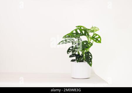 Monstera Monkey Mask ou obliqua ou Adansoni dans un pot blanc sur une table blanche, le jardinage à la maison et le concept minimal de décoration à la maison Banque D'Images