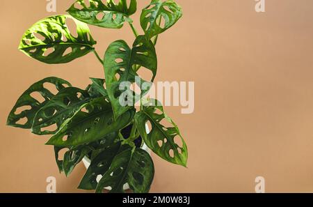 Feuilles de Monstera Monkey Mask ou obliqua ou Adansoni gros plan sur fond orange avec espace de copie Banque D'Images