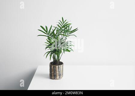 Jeune plante de Chamaedorea dans un pot en osier sur une table blanche, jardinage à la maison et concept minimal de décoration à la maison Banque D'Images