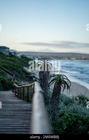 Une photo verticale d'Aloe ferox qui grandit à côté d'une passerelle en bois le long de la plage. Banque D'Images