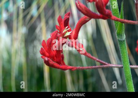 Red Kangaroo Paw Flowers (Anigozanthos Rufus) « Big Red » d'Australie cultivé à l'Eden Project, Cornwall, Angleterre, Royaume-Uni. Banque D'Images