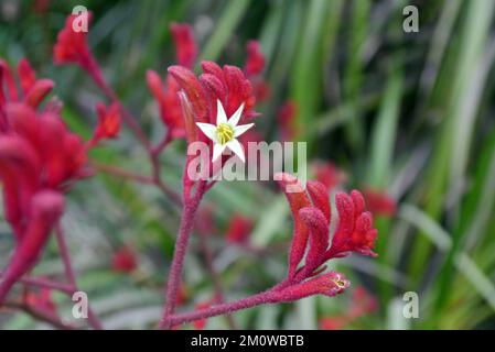 Red Kangaroo Paw Flowers (Anigozanthos Rufus) « Big Red » d'Australie cultivé à l'Eden Project, Cornwall, Angleterre, Royaume-Uni. Banque D'Images