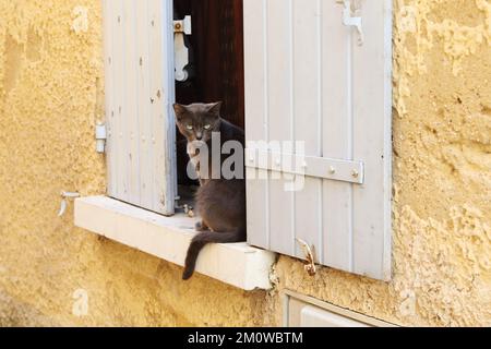 Il est sérieux regard de chat, qui sûr dans son propre droit sur une sa place dans la fenêtre. Banque D'Images