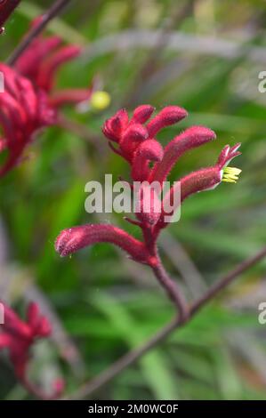 Red Kangaroo Paw Flowers (Anigozanthos Rufus) « Big Red » d'Australie cultivé à l'Eden Project, Cornwall, Angleterre, Royaume-Uni. Banque D'Images