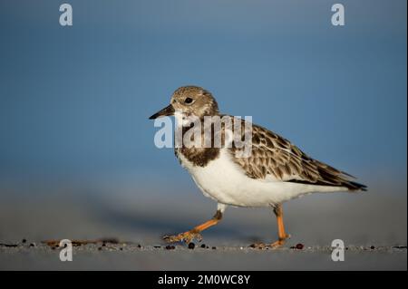 Un oiseau de Ruddy Turnstone marche sur une plage de sable Banque D'Images