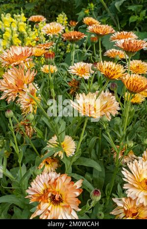 Gros plan de pot marigold asteraceae orange calendula officinalis plantes fleurs fleurs floraison croissance à la frontière en été Angleterre Royaume-Uni Grande-Bretagne Banque D'Images