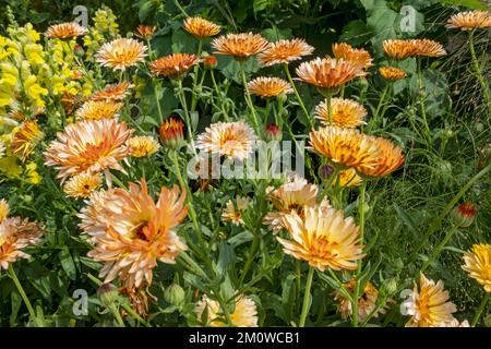 Gros plan de pot marigold asteraceae orange calendula officinalis plantes fleurs fleurs floraison croissance à la frontière en été Angleterre Royaume-Uni Grande-Bretagne Banque D'Images