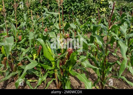 Gros plan des plants de maïs sucré de la variété 'Picasso' poussant dans un potager en été Angleterre Royaume-Uni Royaume-Uni Grande-Bretagne Banque D'Images