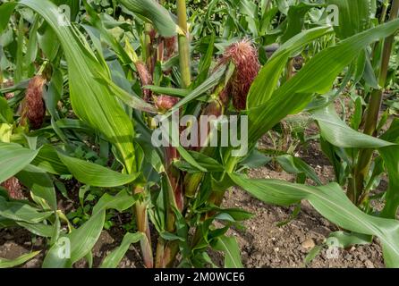 Gros plan des plants de maïs sucré de la variété 'Picasso' poussant dans un potager en été Angleterre Royaume-Uni Royaume-Uni Grande-Bretagne Banque D'Images