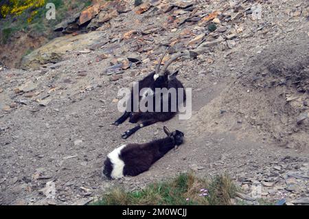 Paire de chèvres sauvages noires et blanches (Capra Aegagrus Hircus) 'Domatic Goat' près de Cambeak, sur le South West Coastal Path à Cornwall, Angleterre, Royaume-Uni. Banque D'Images