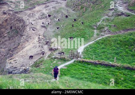 Femme grimpant sur un sentier escarpé par un troupeau de chèvres sauvages (Capra Aegarus Hircus) 'Domestic Goat' près de Cambeak sur le sentier côtier sud-ouest à Cornwall. Banque D'Images