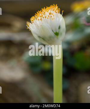 Haemanthus albiflos pinceau fleur en royaume-uni glasshouse novembre Banque D'Images