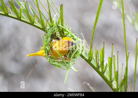 L'oiseau de palmier doré (Ploceus bojeri) commence un nouveau nid Banque D'Images