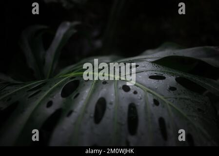 Arrière-plan de feuilles tropicales sombres. Monstera deliciosa gros plan Banque D'Images