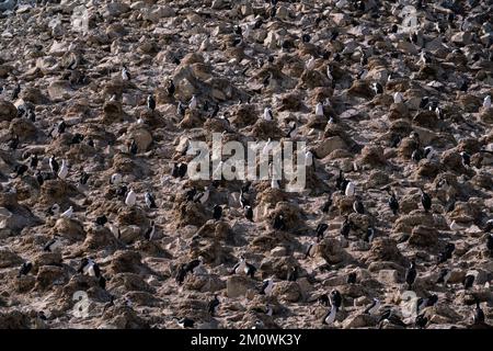 Cerfs antarctiques (Leucocarbo bransfidensis), île Paulet, mer de Weddell, Antarctique. Banque D'Images