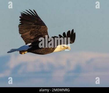 Aigle à tête blanche (Haliaeetus leucocephalus) en vol bas au-dessus du comté de Lassen, dans le haut désert de Californie. Banque D'Images