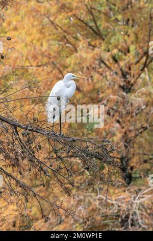 Une grande aigrette blanche assise sur un arbre en automne. Banque D'Images