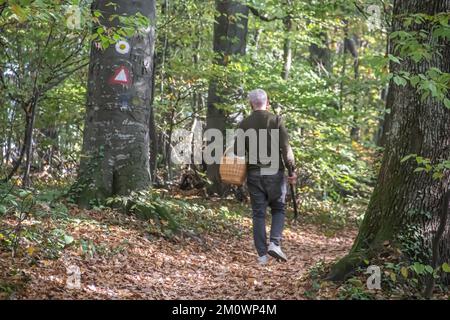 Carte d'âge moyen marchant dans la forêt d'automne avec panier, recueillant des champignons frais biologiques après la pluie, nourriture saine biologique pour chaque jour Banque D'Images