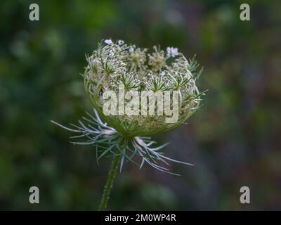 Vue rapprochée de daucus carota, blanc et vert, aka carotte sauvage, nid d'oiseau ou dentelle d'évêque, jeune fleur qui fleurit sur fond naturel Banque D'Images