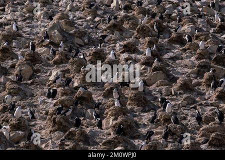 Cerfs antarctiques (Leucocarbo bransfidensis), île Paulet, mer de Weddell, Antarctique. Banque D'Images