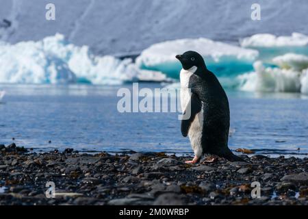 Un pingouin d'Adelie (Pygoscelis adeliae) sur une plage, île du diable, mer de Weddell, Antarctique. Banque D'Images