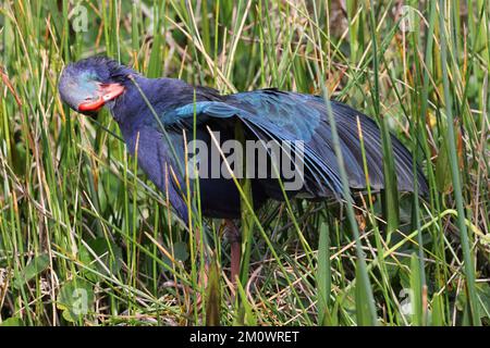 Marécages à tête grise Wakodahatchee Wetlands Florida USA Banque D'Images