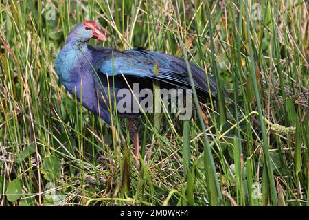 Marécages à tête grise Wakodahatchee Wetlands Florida USA Banque D'Images