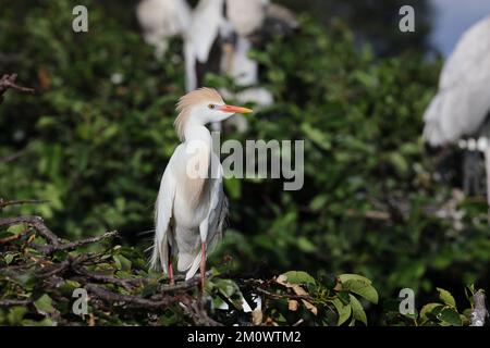 Egret de bétail (Bubulcus ibis) Wakodahatchee Wetlands Florida USA Banque D'Images