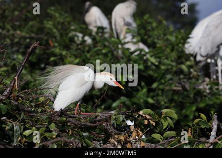 Egret de bétail (Bubulcus ibis) Wakodahatchee Wetlands Florida USA Banque D'Images