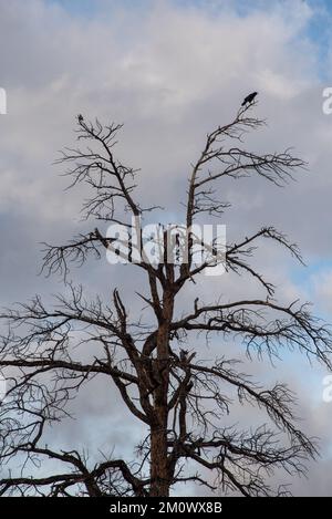 Silhouette de pin mort avec grand oiseau noir, soit une corée un corbeau (genre corvus) perchée sur la branche supérieure. Banque D'Images