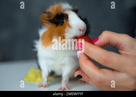 Gros plan photo de mignon cobaye mangeant de la tomate cerise de la main de femme coupée sur le fond flou de visage de petite fille Banque D'Images