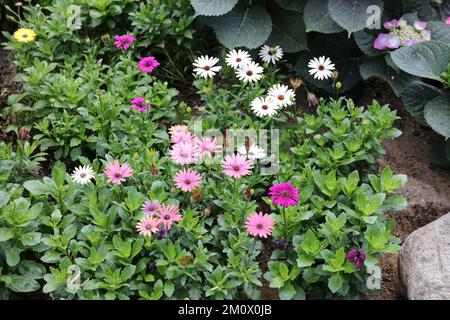 Un groupe de pâquerettes africaines, blanches, rose clair et rose foncé, et d'hortensia planté dans un jardin à Milwaukee, Wisconsin, Etats-Unis Banque D'Images