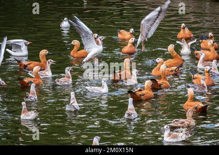 Un troupeau de canards de protection et de mouettes nagent dans l'eau. Groupe de canards de protection communs, Tadorna tadorna, et de mouettes qui passent à gué et fourragent dans les eaux peu profondes Banque D'Images