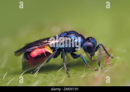 Pseudomalus auratus guêpe à queue rubis au repos sur la feuille. Tipperary, Irlande Banque D'Images