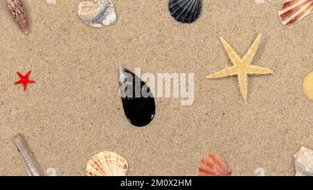 Coques sur fond fin sablonneux avec espace libre. Banque D'Images