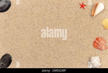 Coques sur fond fin sablonneux avec espace libre. Banque D'Images