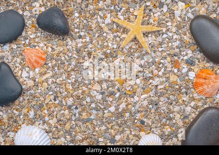 Coques sur fond fin sablonneux avec espace libre. Banque D'Images